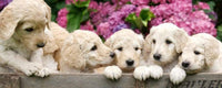 Dimex Labrador Puppies Fotobehang 375x150cm 5 banen | Yourdecoration.nl