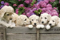 Dimex Labrador Puppies Fotobehang 375x250cm 5 banen | Yourdecoration.nl