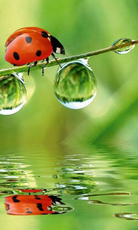 Dimex Ladybird Fotobehang 150x250cm 2 banen | Yourdecoration.nl