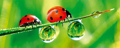 Dimex Ladybird Fotobehang 375x150cm 5 banen | Yourdecoration.nl