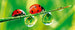 Dimex Ladybird Fotobehang 375x150cm 5 banen | Yourdecoration.nl