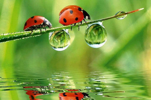 Dimex Ladybird Fotobehang 375x250cm 5 banen | Yourdecoration.nl