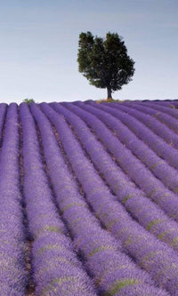 Dimex Lavender Field Fotobehang 150x250cm 2 banen | Yourdecoration.nl