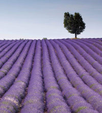 Dimex Lavender Field Fotobehang 225x250cm 3 banen | Yourdecoration.nl
