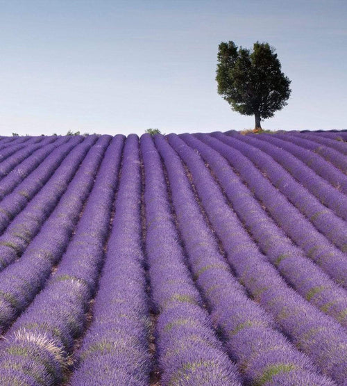 Dimex Lavender Field Fotobehang 225x250cm 3 banen | Yourdecoration.nl
