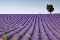 Dimex Lavender Field Fotobehang 375x250cm 5 banen | Yourdecoration.nl