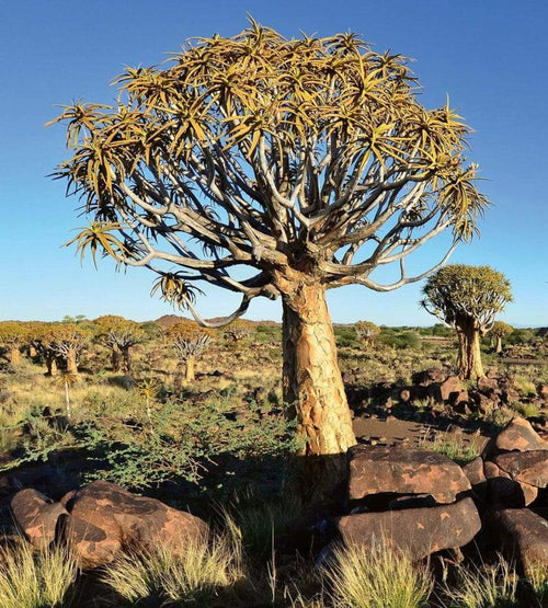 Dimex Namibia Fotobehang 225x250cm 3 banen | Yourdecoration.nl