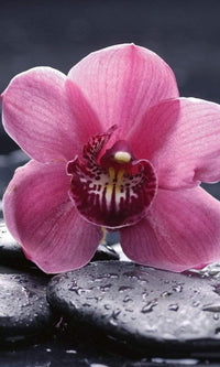 Dimex Orchid Fotobehang 150x250cm 2 banen | Yourdecoration.nl