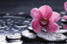 Dimex Orchid Fotobehang 375x250cm 5 banen | Yourdecoration.nl