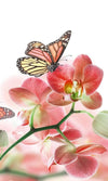 Dimex Orchids and Butterfly Fotobehang 150x250cm 2 banen | Yourdecoration.nl