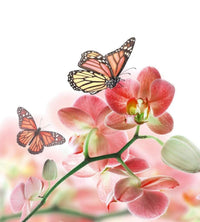 Dimex Orchids and Butterfly Fotobehang 225x250cm 3 banen | Yourdecoration.nl