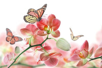 Dimex Orchids and Butterfly Fotobehang 375x250cm 5 banen | Yourdecoration.nl