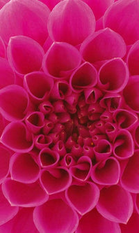 Dimex Pink Dahlia Fotobehang 150x250cm 2 banen | Yourdecoration.nl