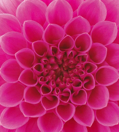 Dimex Pink Dahlia Fotobehang 225x250cm 3 banen | Yourdecoration.nl