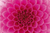 Dimex Pink Dahlia Fotobehang 375x250cm 5 banen | Yourdecoration.nl