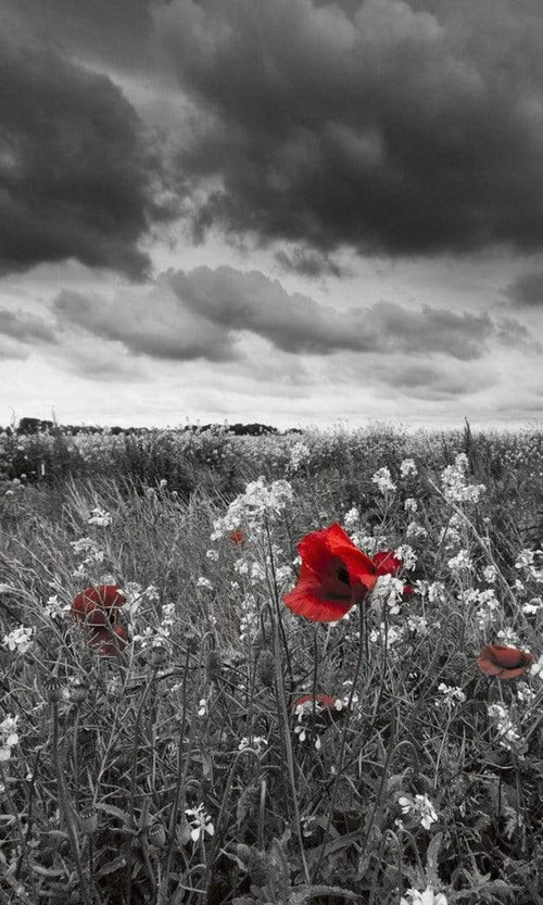 Dimex Poppies Black Fotobehang 150x250cm 2 banen | Yourdecoration.nl