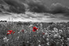Dimex Poppies Black Fotobehang 375x250cm 5 banen | Yourdecoration.nl