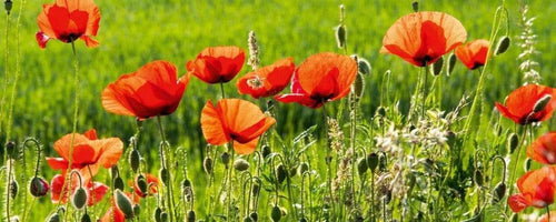 Dimex Poppy Field Fotobehang 375x150cm 5 banen | Yourdecoration.nl