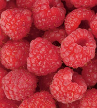 Dimex Raspberry Fotobehang 225x250cm 3 banen | Yourdecoration.nl