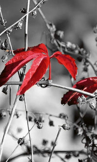 Dimex Red Leaves on Black Fotobehang 150x250cm 2 banen | Yourdecoration.nl