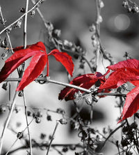 Dimex Red Leaves on Black Fotobehang 225x250cm 3 banen | Yourdecoration.nl