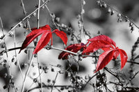 Dimex Red Leaves on Black Fotobehang 375x250cm 5 banen | Yourdecoration.nl
