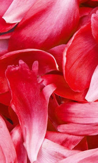 Dimex Red Petals Fotobehang 150x250cm 2 banen | Yourdecoration.nl
