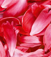 Dimex Red Petals Fotobehang 225x250cm 3 banen | Yourdecoration.nl