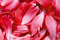 Dimex Red Petals Fotobehang 375x250cm 5 banen | Yourdecoration.nl
