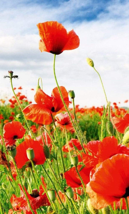 Dimex Red Poppies Fotobehang 150x250cm 2 banen | Yourdecoration.nl