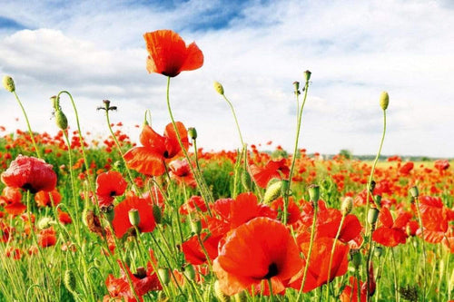 Dimex Red Poppies Fotobehang 375x250cm 5 banen | Yourdecoration.nl