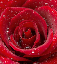 Dimex Red Rose Fotobehang 225x250cm 3 banen | Yourdecoration.nl