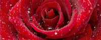 Dimex Red Rose Fotobehang 375x150cm 5 banen | Yourdecoration.nl