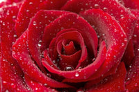 Dimex Red Rose Fotobehang 375x250cm 5 banen | Yourdecoration.nl