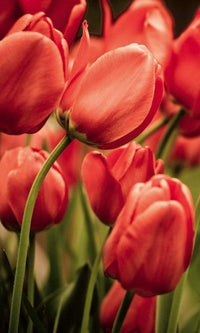 Dimex Red Tulips Fotobehang 150x250cm 2 banen | Yourdecoration.nl