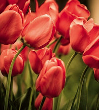 Dimex Red Tulips Fotobehang 225x250cm 3 banen | Yourdecoration.nl