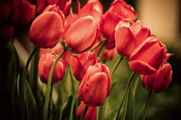 Dimex Red Tulips Fotobehang 375x250cm 5 banen | Yourdecoration.nl