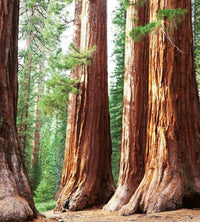 Dimex Sequoia Fotobehang 225x250cm 3 banen | Yourdecoration.nl