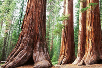 Dimex Sequoia Fotobehang 375x250cm 5 banen | Yourdecoration.nl