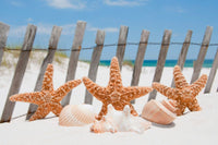 Dimex Starfish Fotobehang 375x250cm 5 banen | Yourdecoration.nl