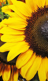 Dimex Sunflowers Fotobehang 150x250cm 2 banen | Yourdecoration.nl