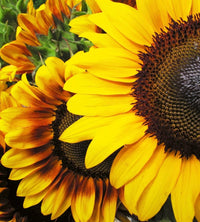 Dimex Sunflowers Fotobehang 225x250cm 3 banen | Yourdecoration.nl