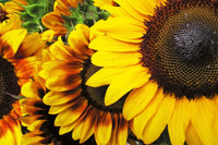 Dimex Sunflowers Fotobehang 375x250cm 5 banen | Yourdecoration.nl