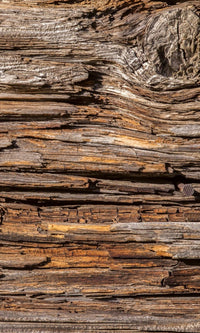 Dimex Tree Bark Fotobehang 150x250cm 2 banen | Yourdecoration.nl
