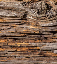 Dimex Tree Bark Fotobehang 225x250cm 3 banen | Yourdecoration.nl