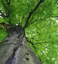 Dimex Treetop Fotobehang 225x250cm 3 banen | Yourdecoration.nl