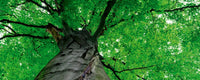 Dimex Treetop Fotobehang 375x150cm 5 banen | Yourdecoration.nl