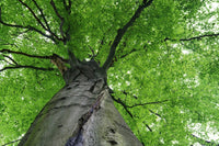 Dimex Treetop Fotobehang 375x250cm 5 banen | Yourdecoration.nl