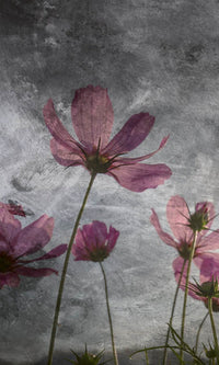 Dimex Violet Flower Abstract Fotobehang 150x250cm 2 banen | Yourdecoration.nl