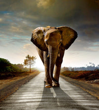 Dimex Walking Elephant Fotobehang 225x250cm 3 banen | Yourdecoration.nl